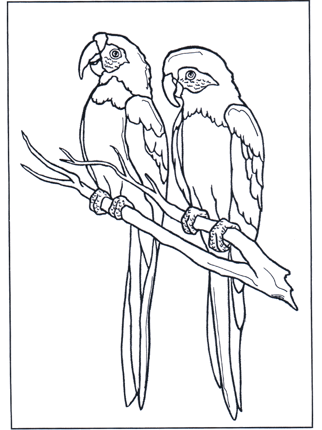 Два попугая Ара - Птицы