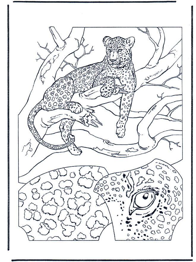 Леопард 1 - Семейство кошачьих