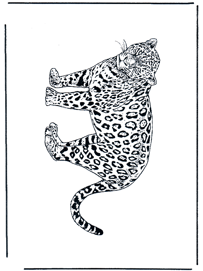 Леопард 2 - Семейство кошачьих