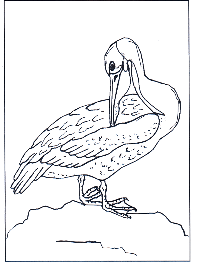 Пеликан - Птицы