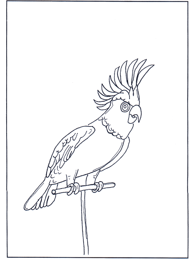 Попугай 4 - Птицы