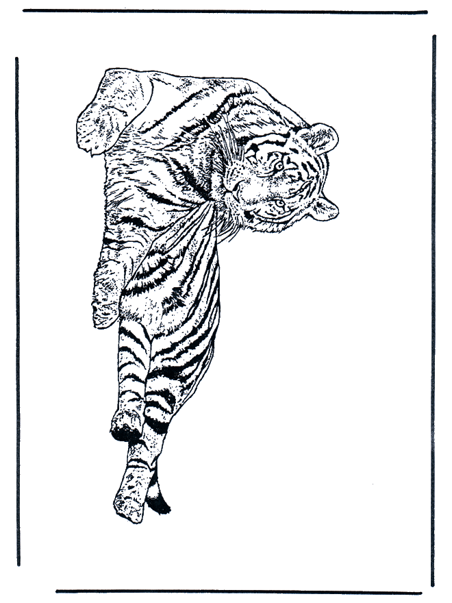 Тигр 1 - Семейство кошачьих