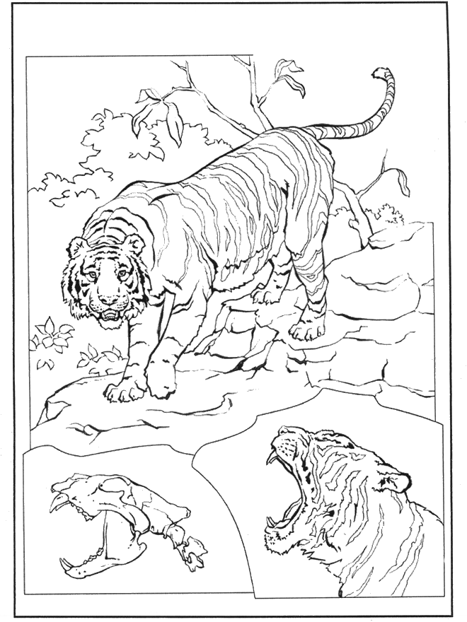 Тигр 3 - Семейство кошачьих