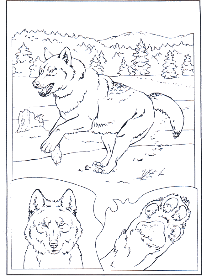 Волк на снегу - Зоопарк