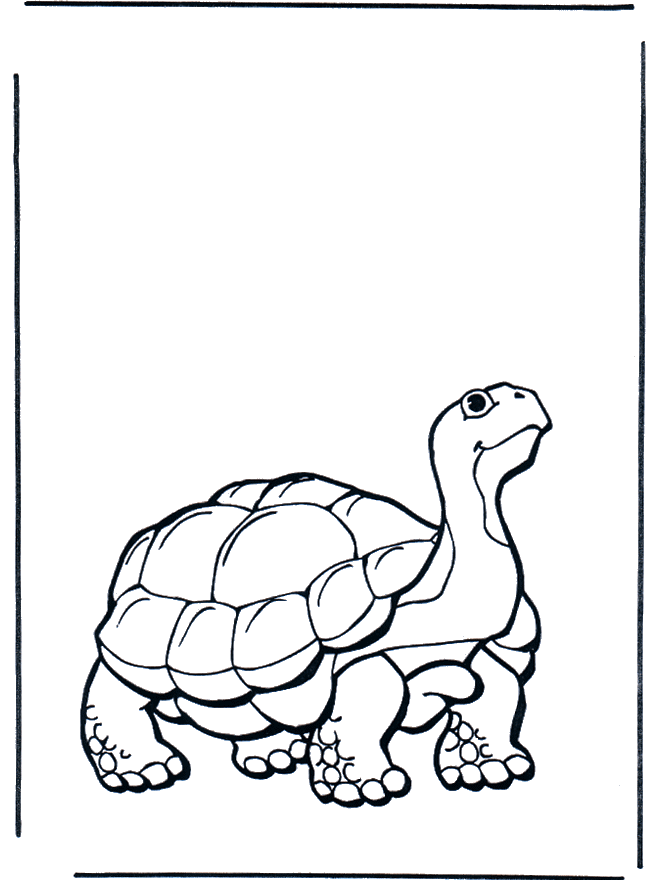 Земная черепаха - Зоопарк