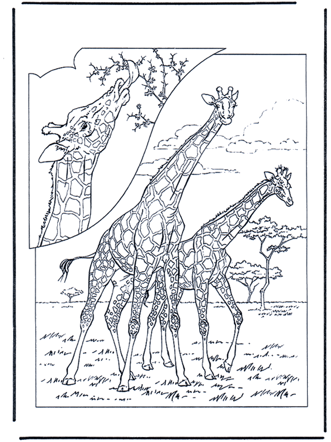 Жираф 1 - Зоопарк