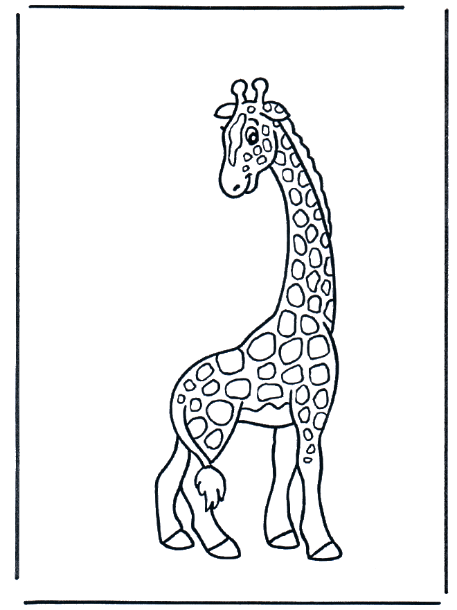 Жираф 2 - Зоопарк
